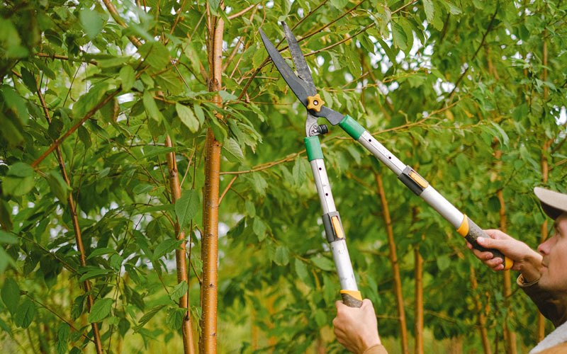 Tree trimming in Beaver City, NE